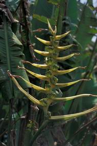 Heliconia lingulata