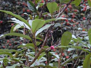 Heteromeles arbutifolia 
