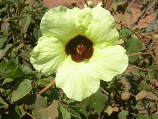 Hibiscus calyphyllus