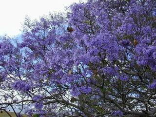 Jacaranda mimosifolia