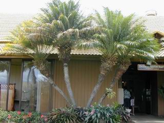 Phoenix roebelenii