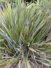 Phormium tenax 'green'