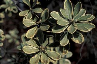 Pittosporum crassifolium