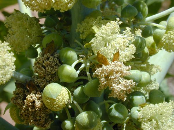 Exotische Nutz und Zierpflanzen Ricinus communis