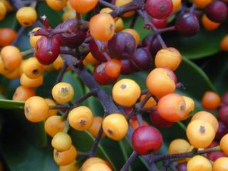 Schefflera arboricola