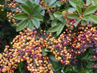 Schefflera arboricola