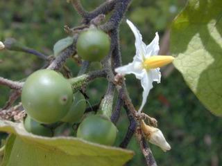 Solanum torvum