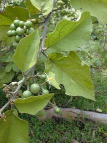 Solanum torvum