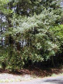 Syncarpia glomulifera