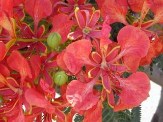 Delonix regia