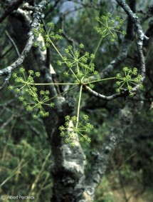 Steganotaenia araliacea