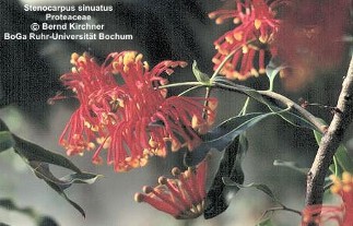 Stenocarpus sinuatus