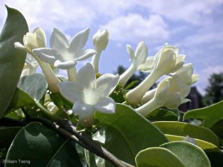 Stephanotis floribunda