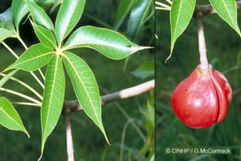 Sterculia foetida