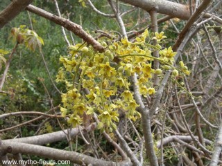 Sterculia murex