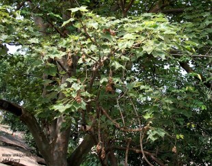 Sterculia urens