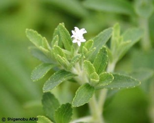 Stevia rebaudiana