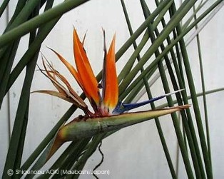 Strelitzia parvifolia var. juncea