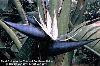 Strelitzia nicolai