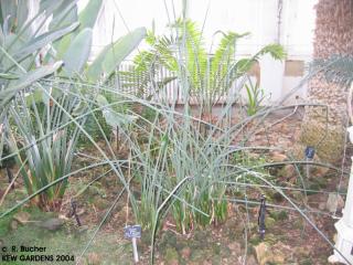 Strelitzia parvifolia var. juncea