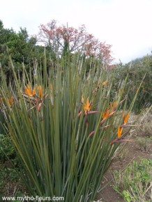 Strelitzia parvifolia var. juncea