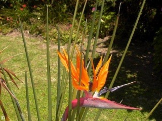 Strelitzia parvifolia var. juncea