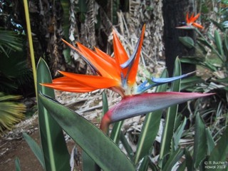 Strelitzia reginae