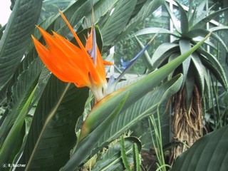 Strelitzia reginae