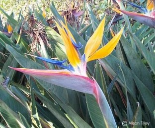 Strelitzia reginae 'Mandela's Gold'