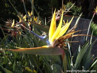 Strelitzia reginae 'Mandela's Gold'