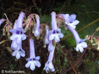 Streptocarpus grandis