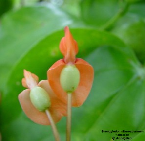 Strongylodon siderospermum