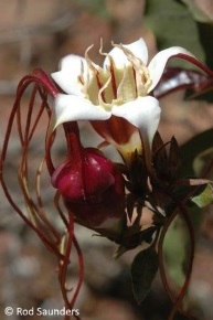 Strophanthus petersianus