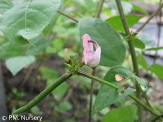 Strophostyles helvula