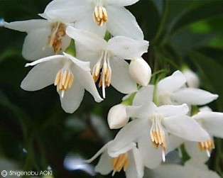 Styrax japonica 