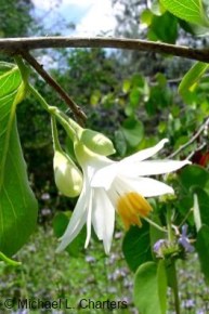 Styrax redivivus