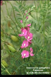 Swainsona galegifolia