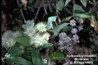 Syncarpia glomulifera