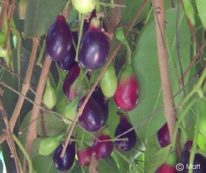 Syzygium cumini
