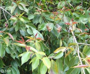 Syzygium cumini