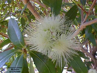 Syzygium jambos 