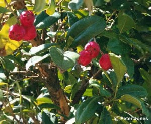 Syzygium moorei