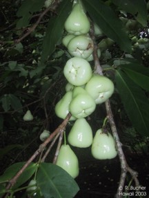 Syzygium samarangense 