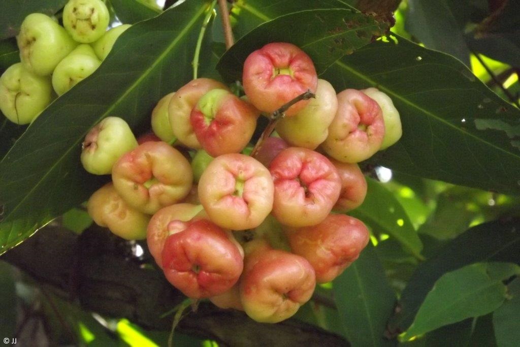 Exotische Nutz und Zierpflanzen Syzygium samarangense