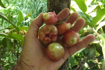 Syzygium samarangense