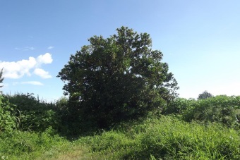 Syzygium samarangense