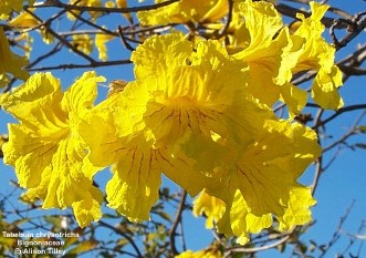 Tabebuia chrysotricha