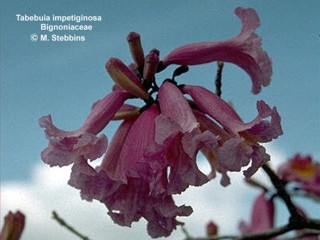 Tabebuia impetiginosa