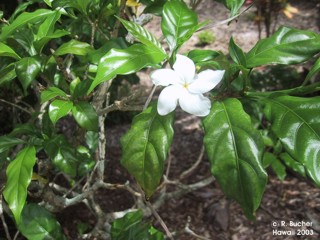 Tabernaemontana divaricata