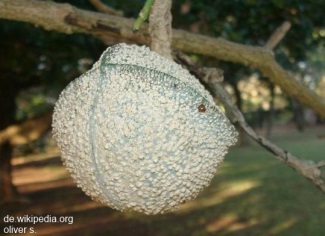 Tabernaemontana elegans